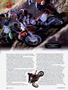 Page: - 96 | Cycle World
